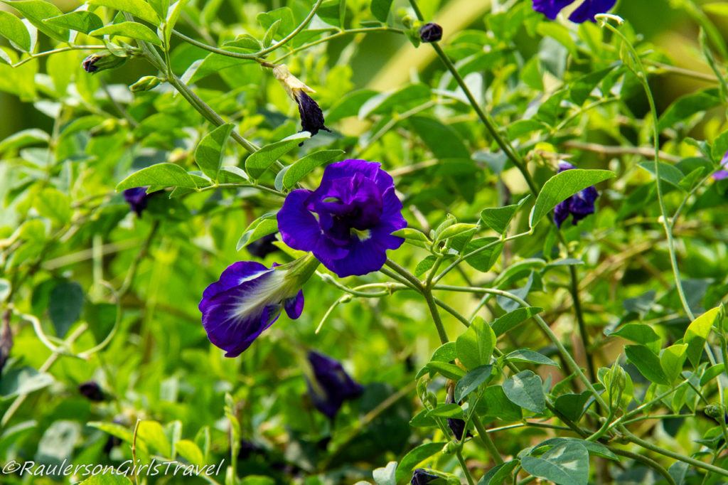 Purple Edible Flowers