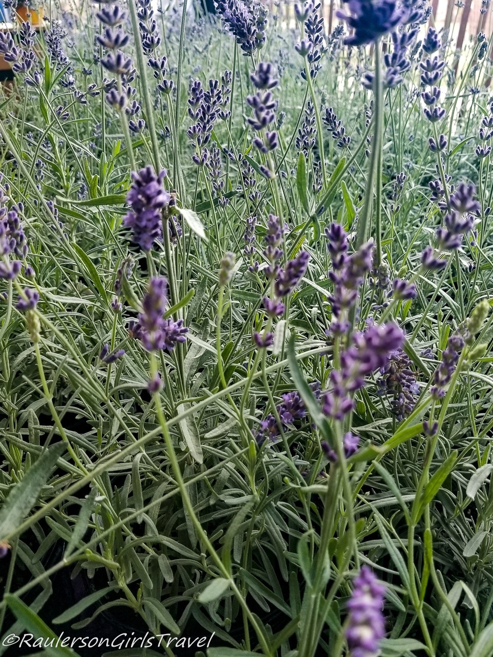 Group of Lavender flowers in a field