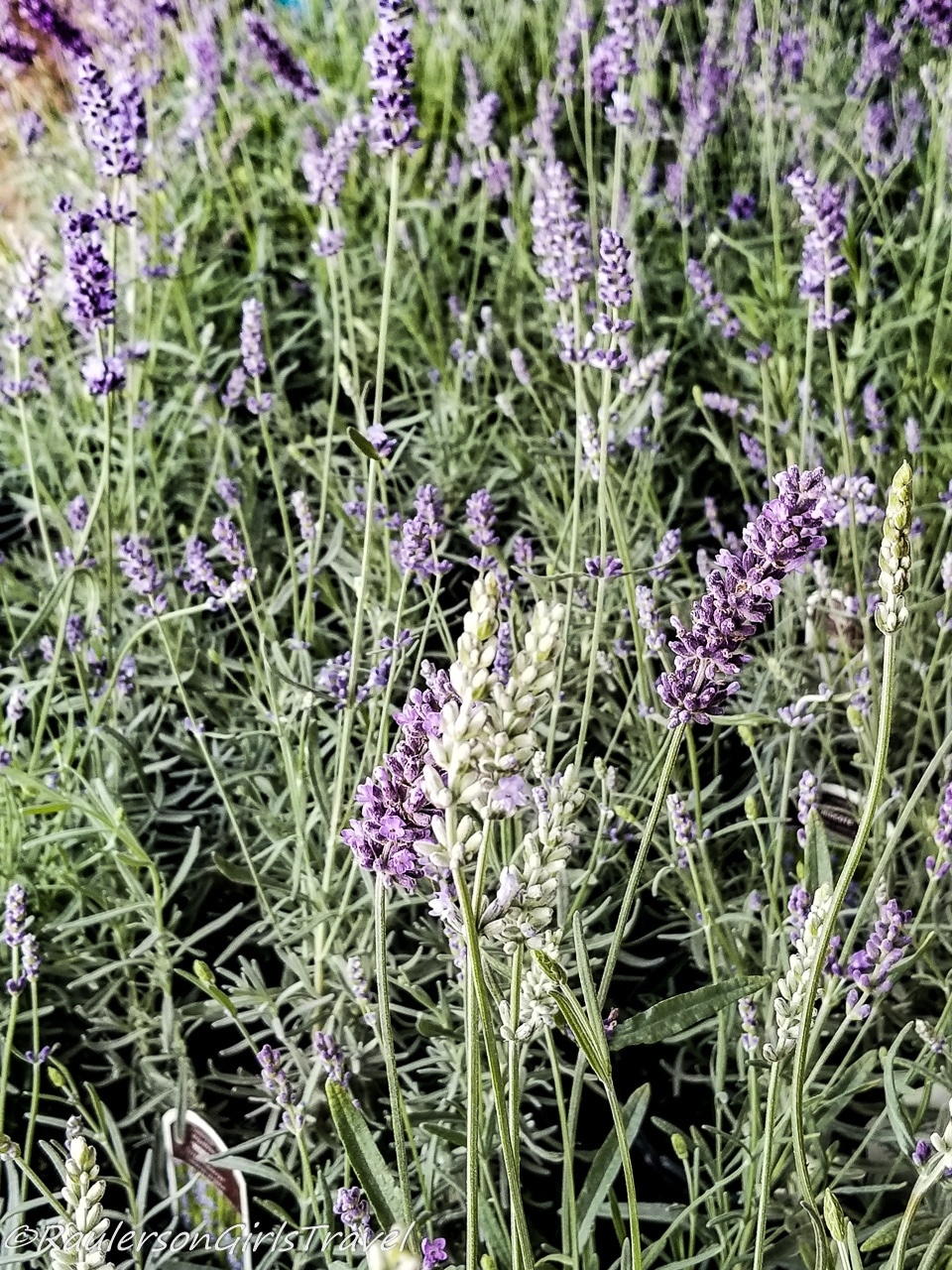 White and purple lavender blossoms in a field