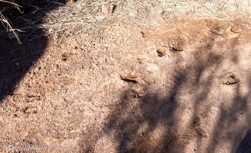 Animal Tracks on the Coronado Peak Trail