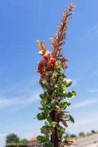 Flowers on an Ocotillo plant