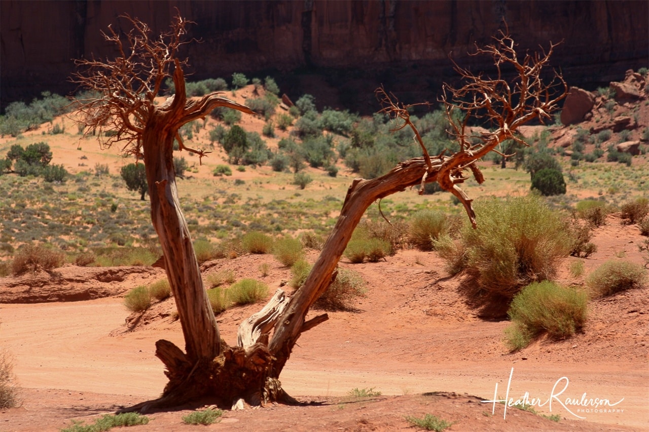 Beautiful dead tree in Monument Valley