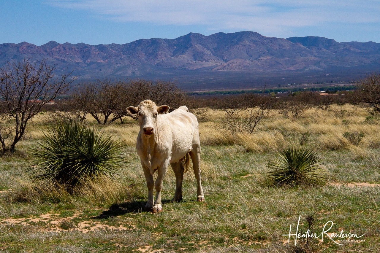 White cow in Arizona with the Mule Mountains