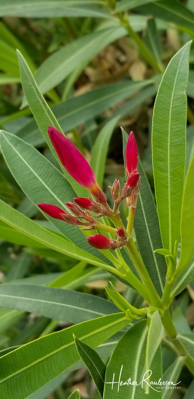 Red flower in Mexico