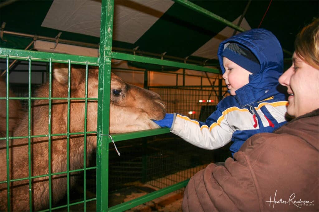 Feeding the animals at Lady of the Snow Lights