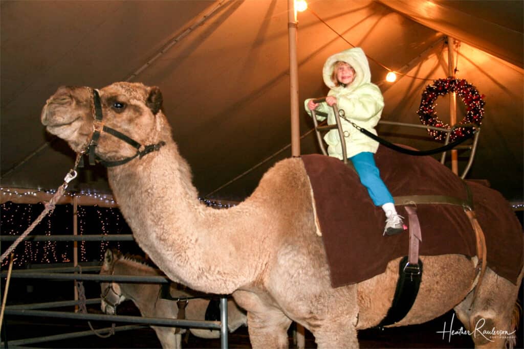 Riding a Camel at the Way of Lights Display