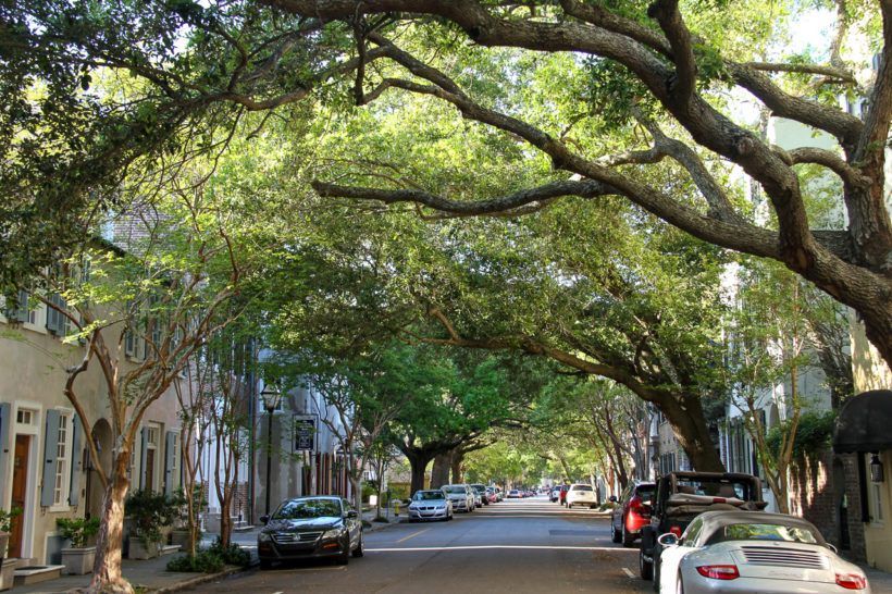 Live Oaks covering curving over road in Charleston