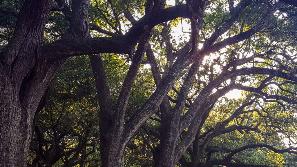 Sunlight coming through Oak tree branches
