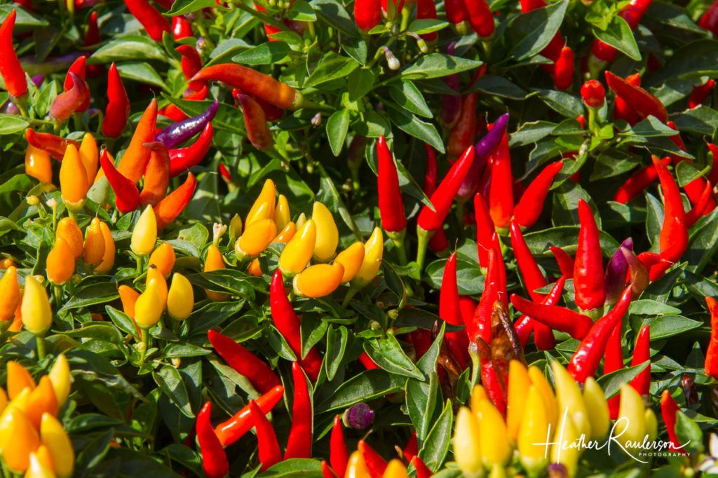 Garden of Colorful Chili Peppers