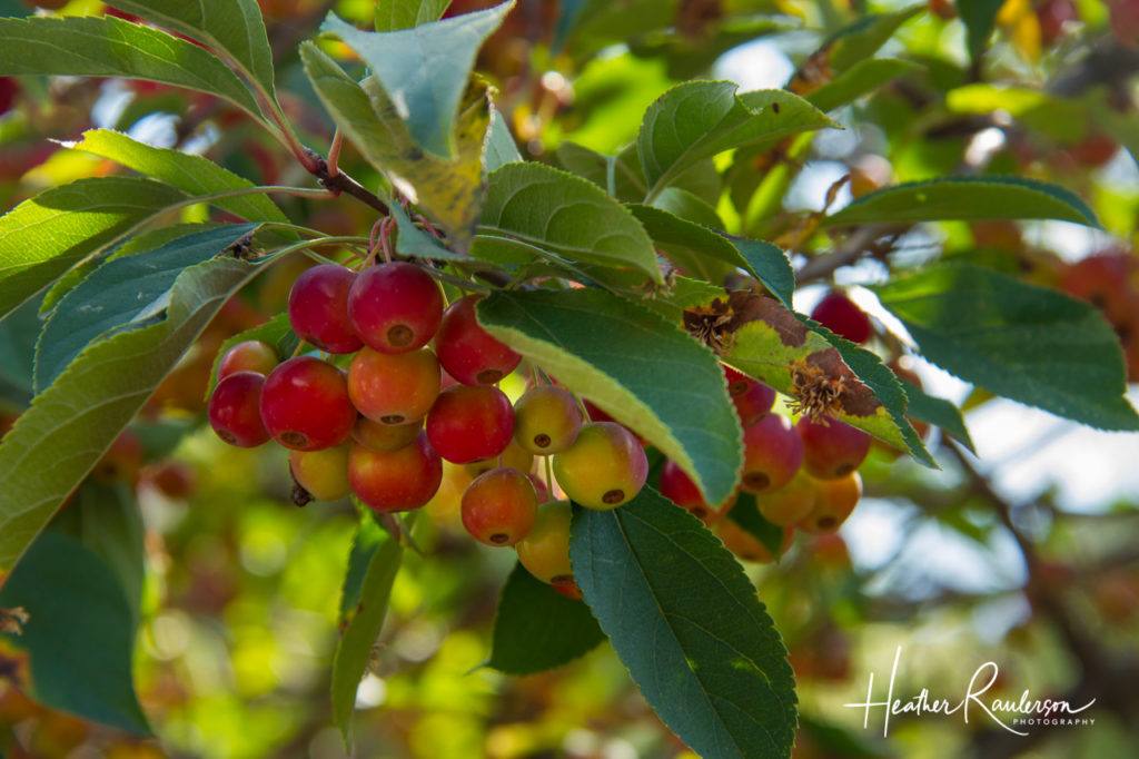 Close-up of Crab Apples