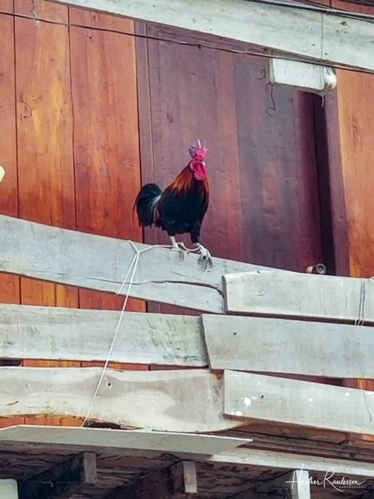 Rooster on a wood fence in Pakbeng