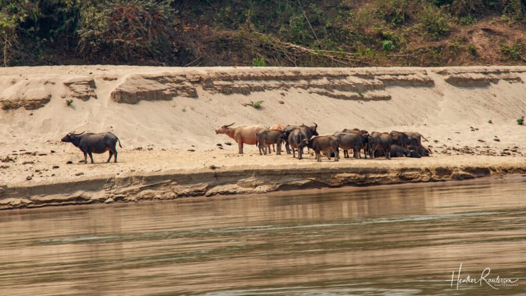 Cattle by the Mekong River