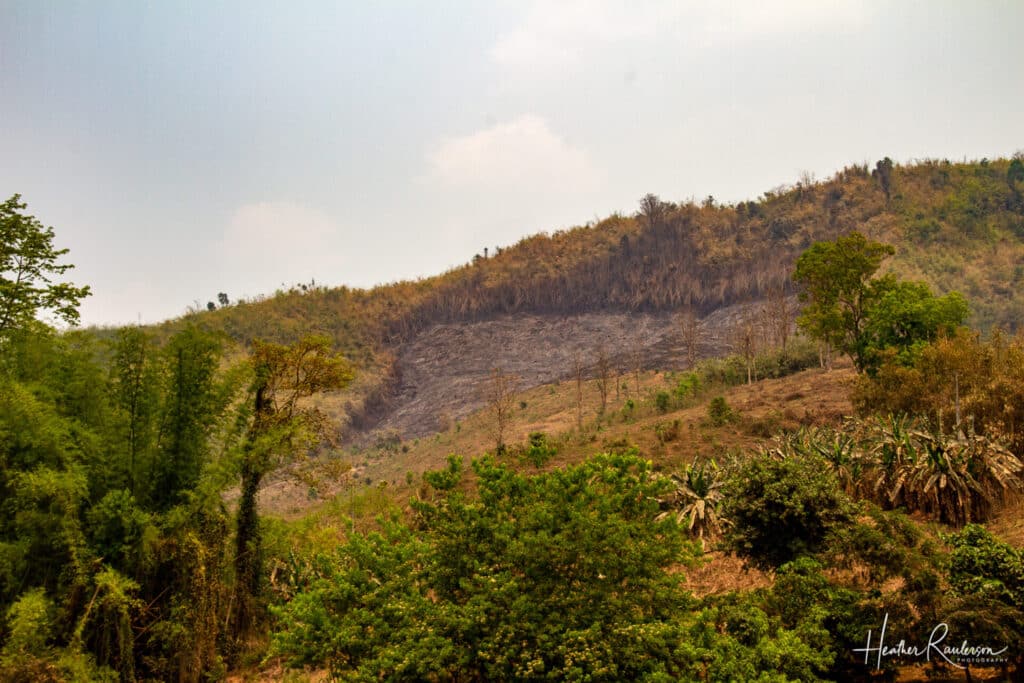 Burnt crops in Laos