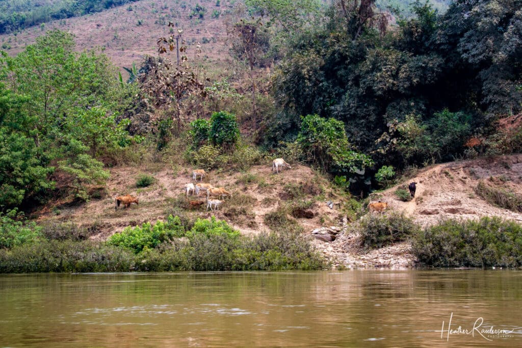 Cattle grazing along the Mekong River