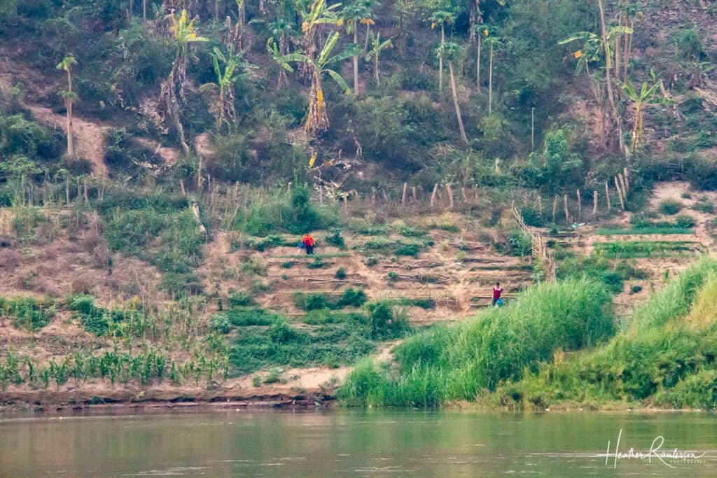 Farming on the banks of the Mekong River
