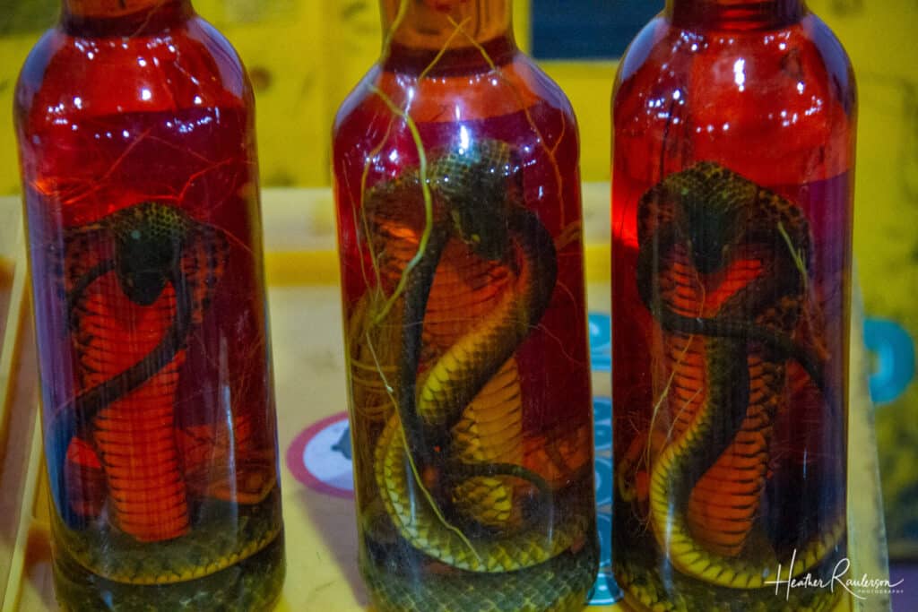 Snake in a jar at the Luang Prabang Night Market