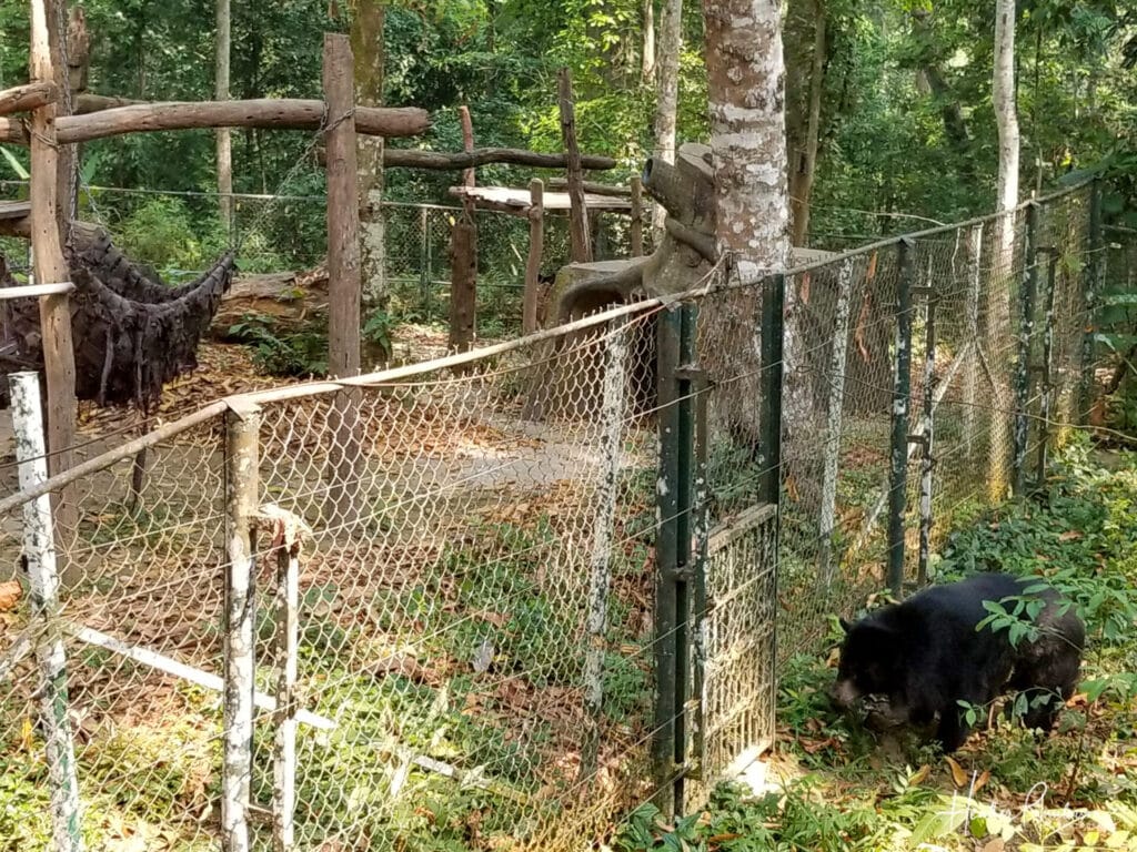 Asian Black Bear roaming around at Tat Kuang Si Bear Rescue Center
