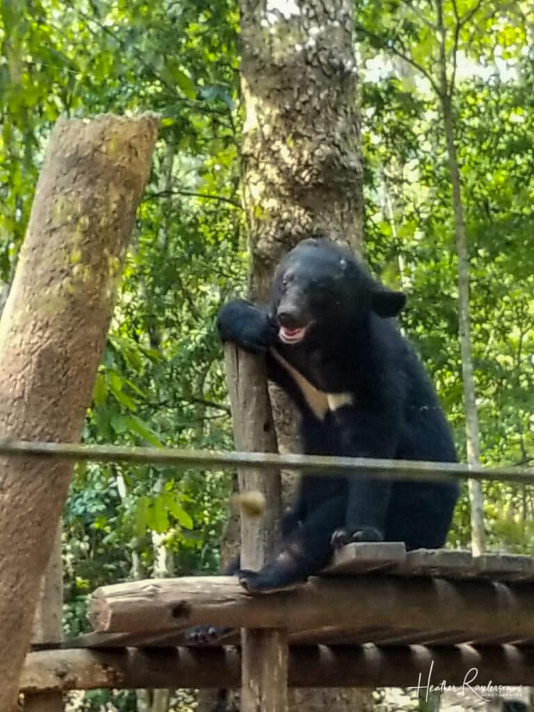 Asian Black Bear sitting on a tree platform at Tat Kuang Si Bear Rescue Center
