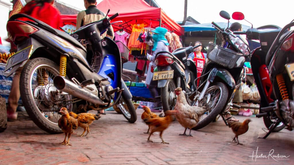 Chickens roaming among the Luang Prabang Night Market