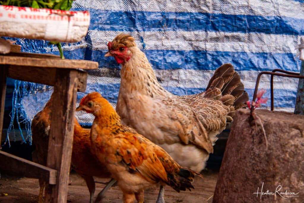 Chickens at the Luang Prabang Night Market