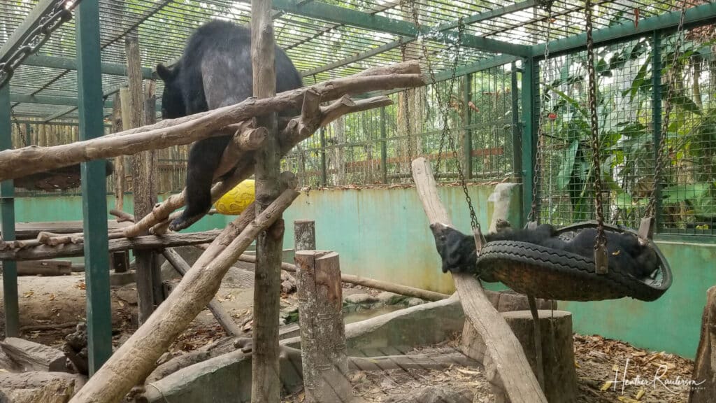 Two Asian Black Bears in the Tat Kuang Si Bear Rescue Center