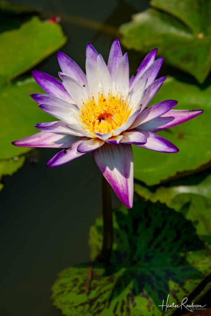 Purple Nymphaea - water lily