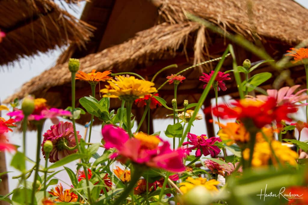 Colorful Flowers in front of a thatch hut