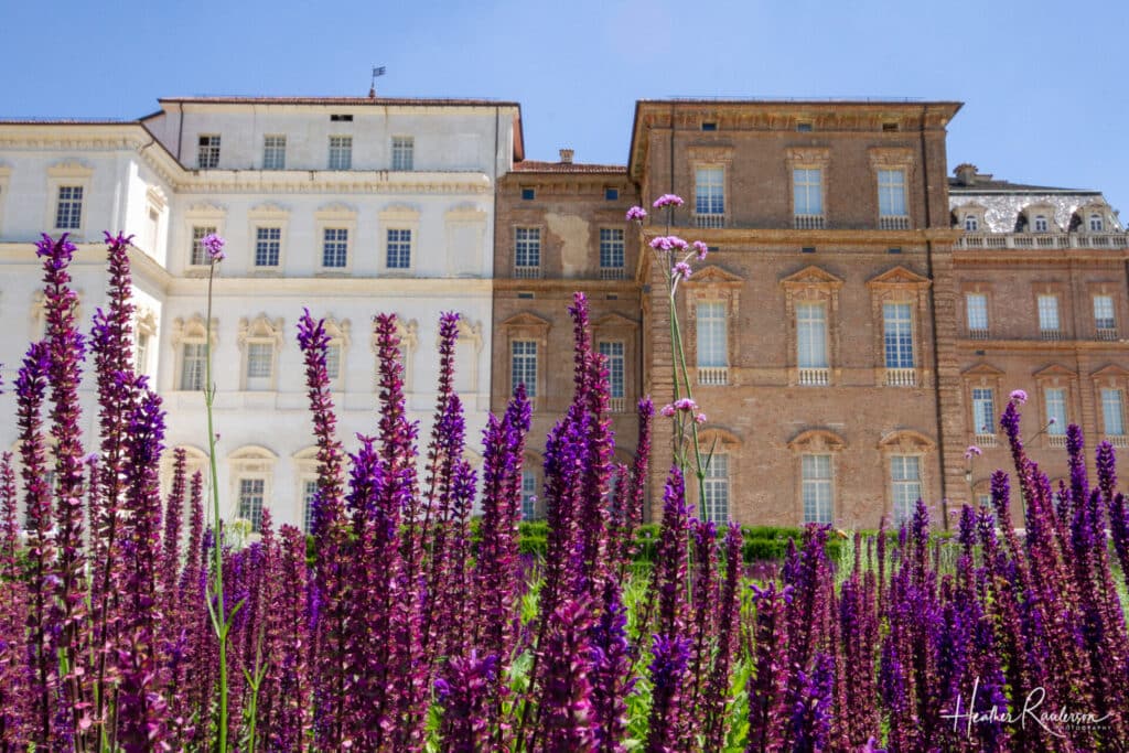 Seeing the Palace through Salvia Flowers
