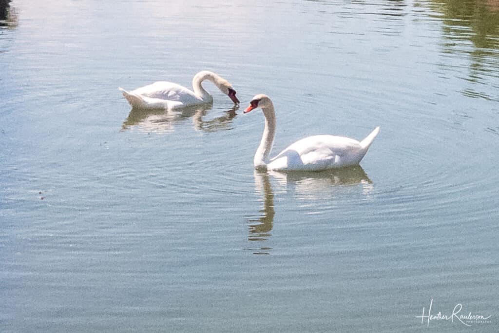 Two swans in the water