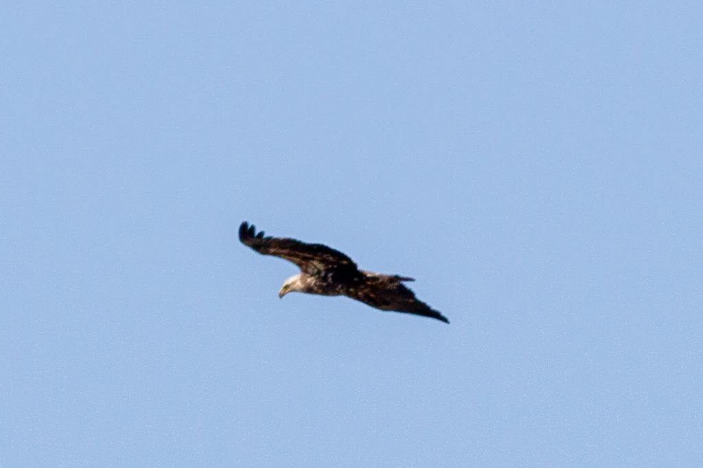 Bald Eagle soaring high