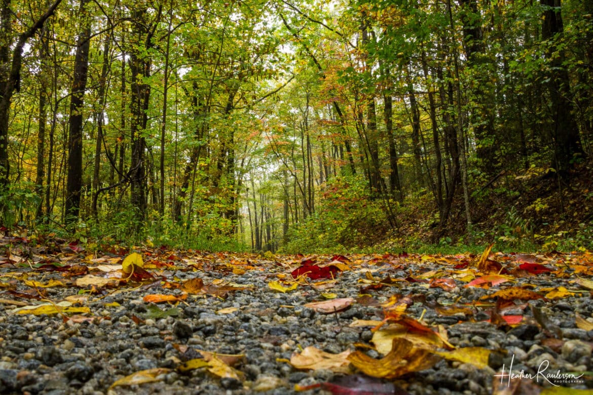 The 5 Best Places to See South Carolina Fall Foliage RaulersonGirlsTravel