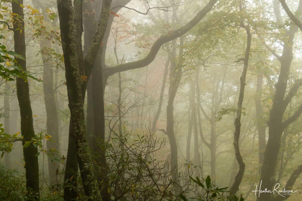 Fog through the trees at Caesars Head State Park