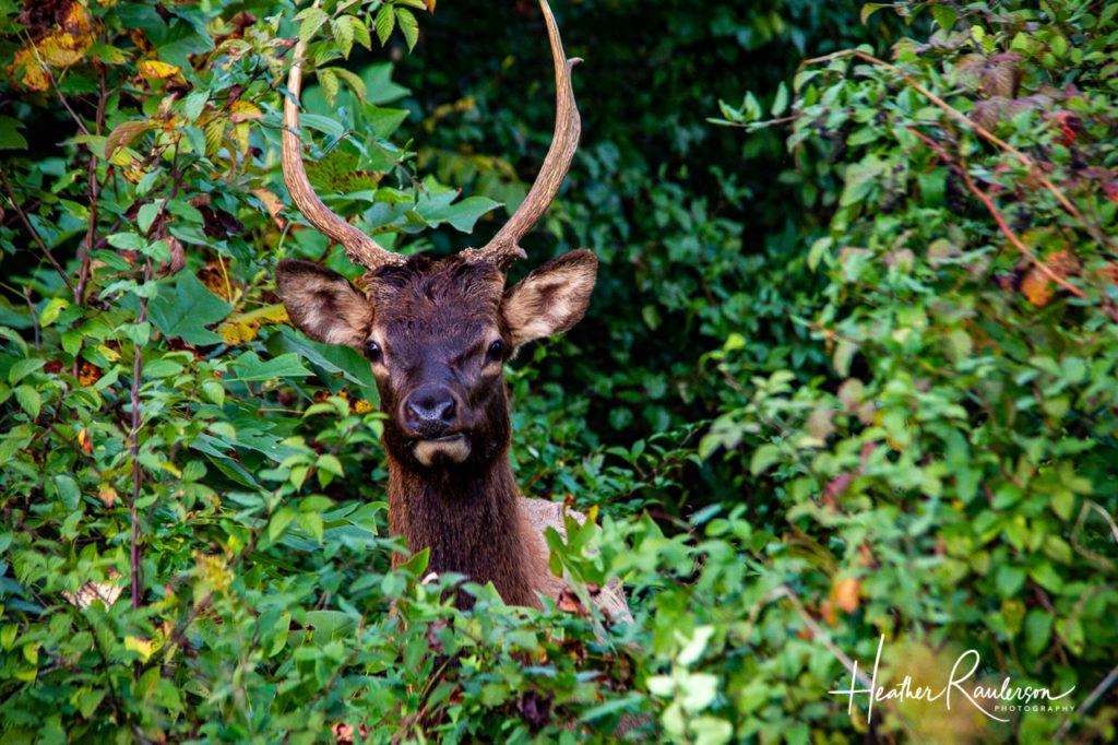 An Elk Posing for my Camera