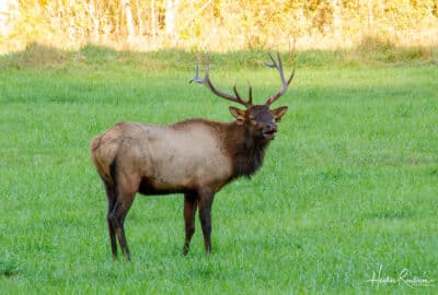 Male elk emitting a bugle call during mating season in Cherokee