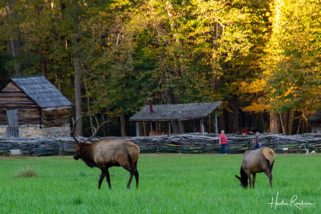 Elk sightings at Oconaluftee, NC