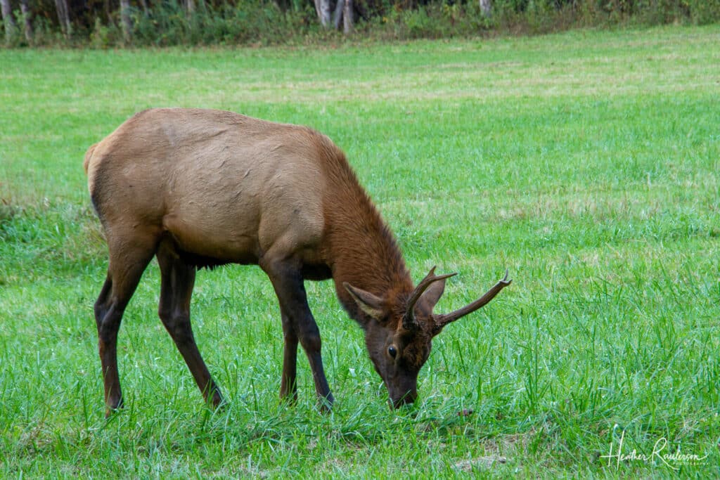 A young male elk grazing in the Great Smoky Mountains National Park
