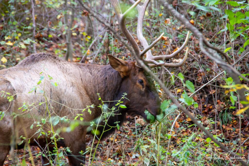 Close-up of a male elk in Cherokee, North Carolina