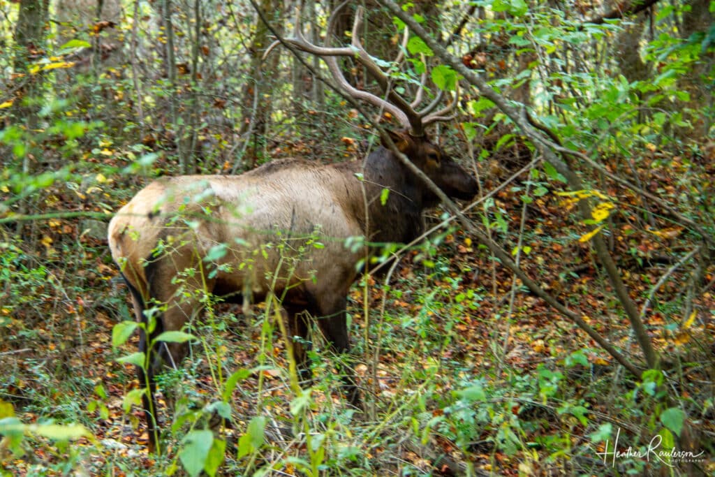 An elk in the woods within Cherokee, NC