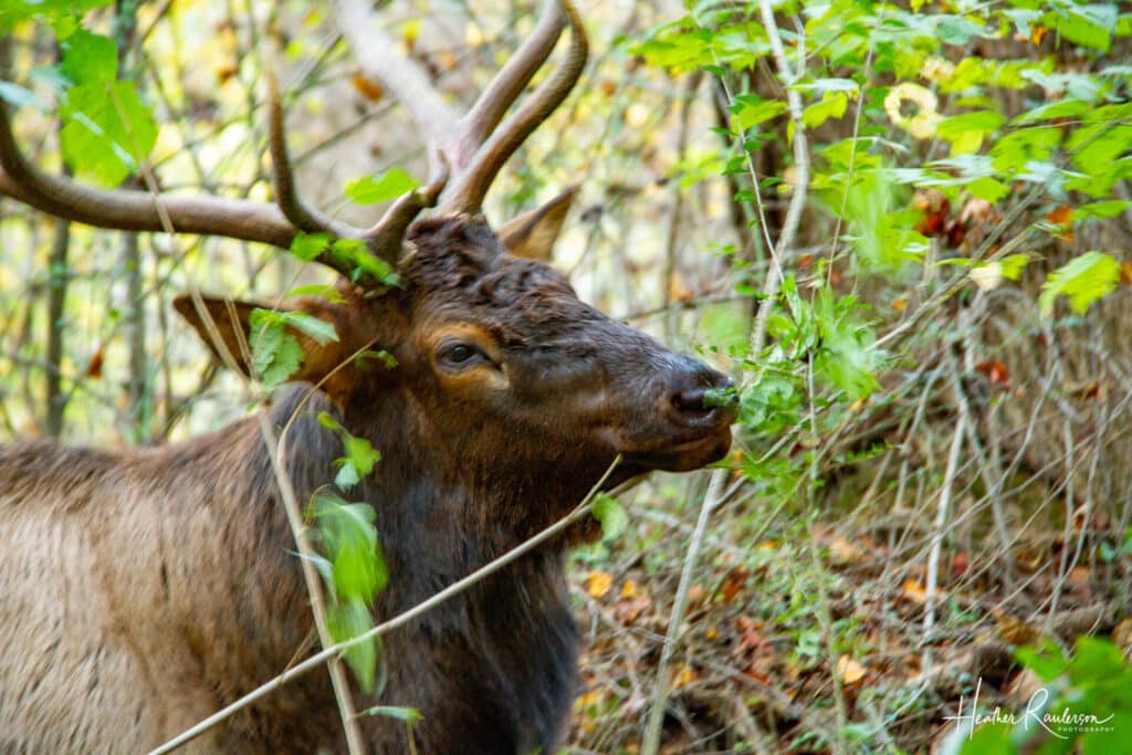 A male elk eating leaves off trees
