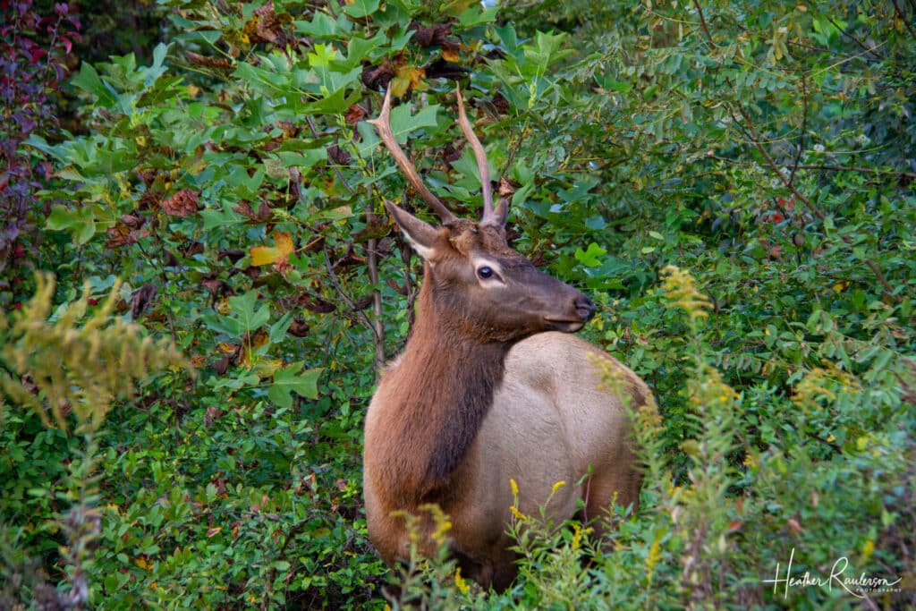 A young male elk in the bushes