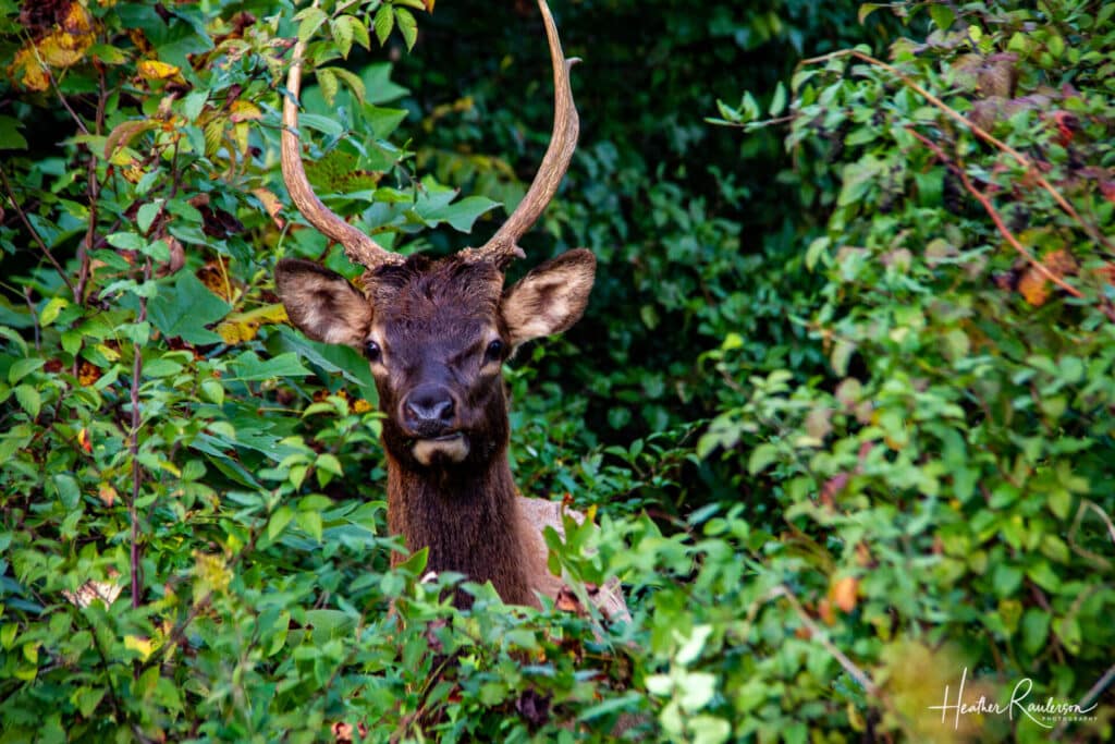 Elk looking through the bushes