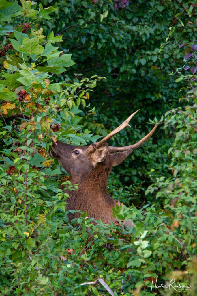 A male elk eating leaves off a bush