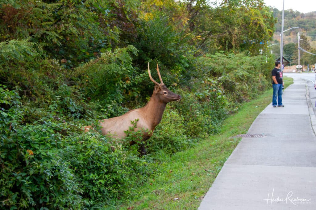 Elk coming out of the bushes
