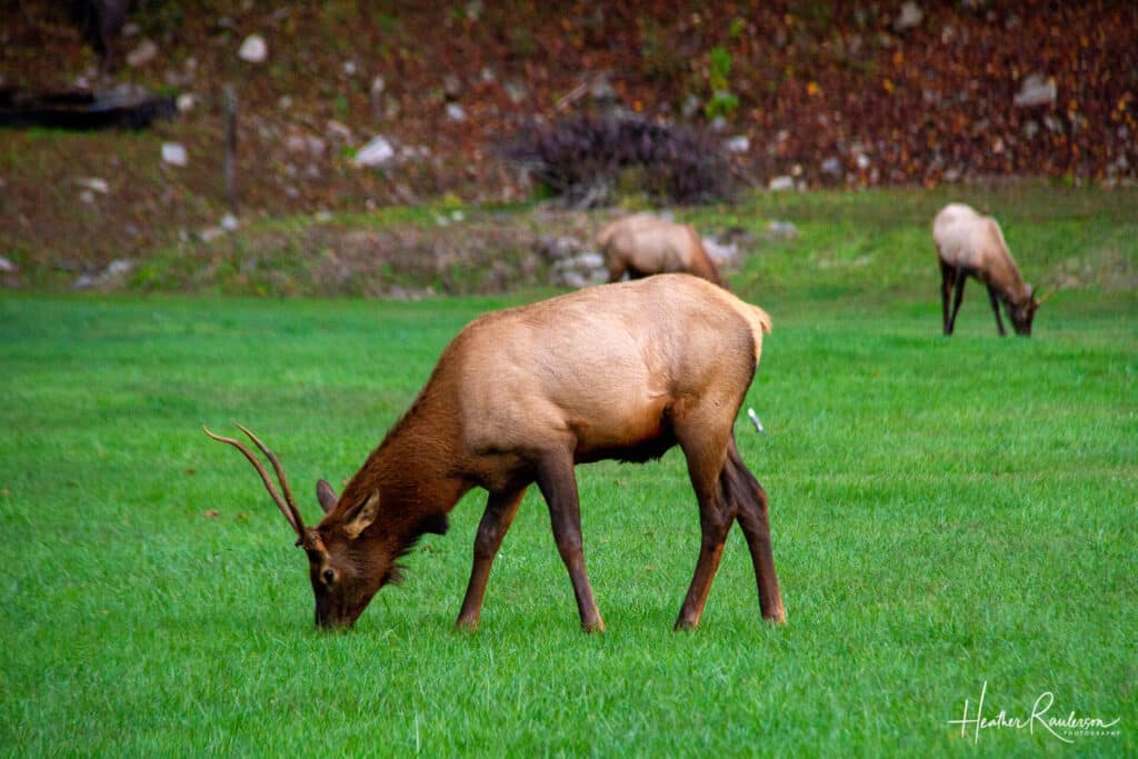 A group of elk grazing in Cherokee