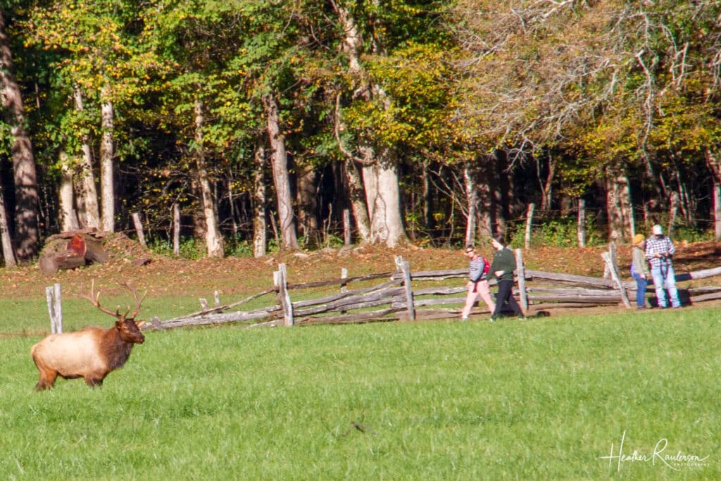 Male elk walking through the field at the Oconaluftee Visitors Center