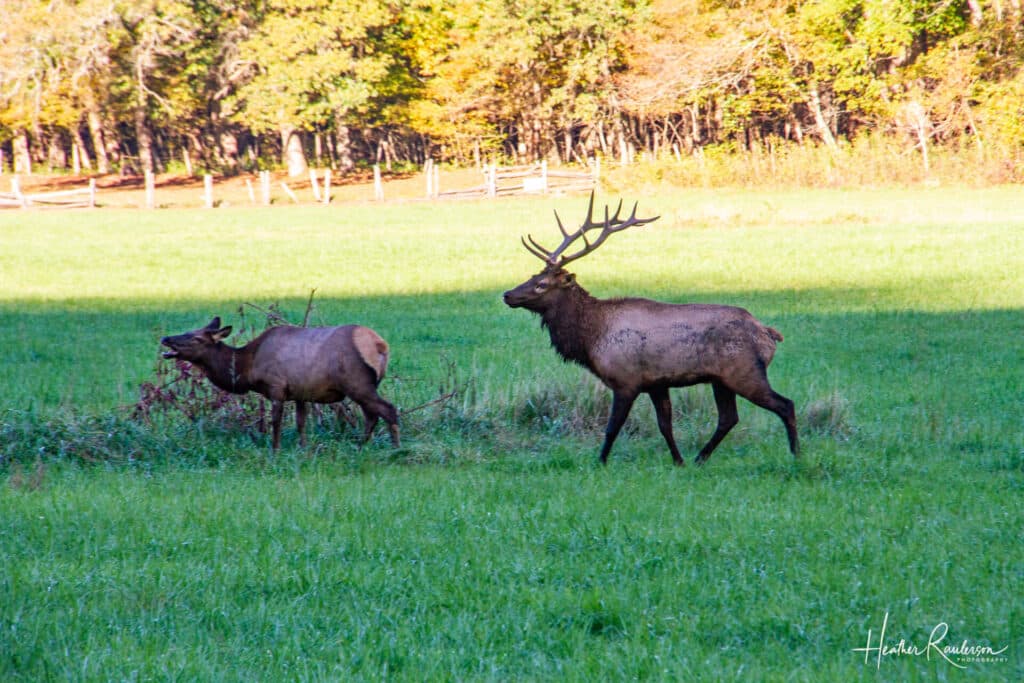 A male elk chasing a female by the Oconaluftee Visitors Center
