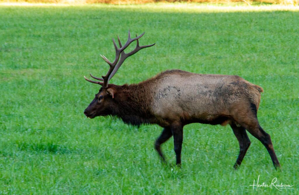A male elk in Cherokee, North Carolina