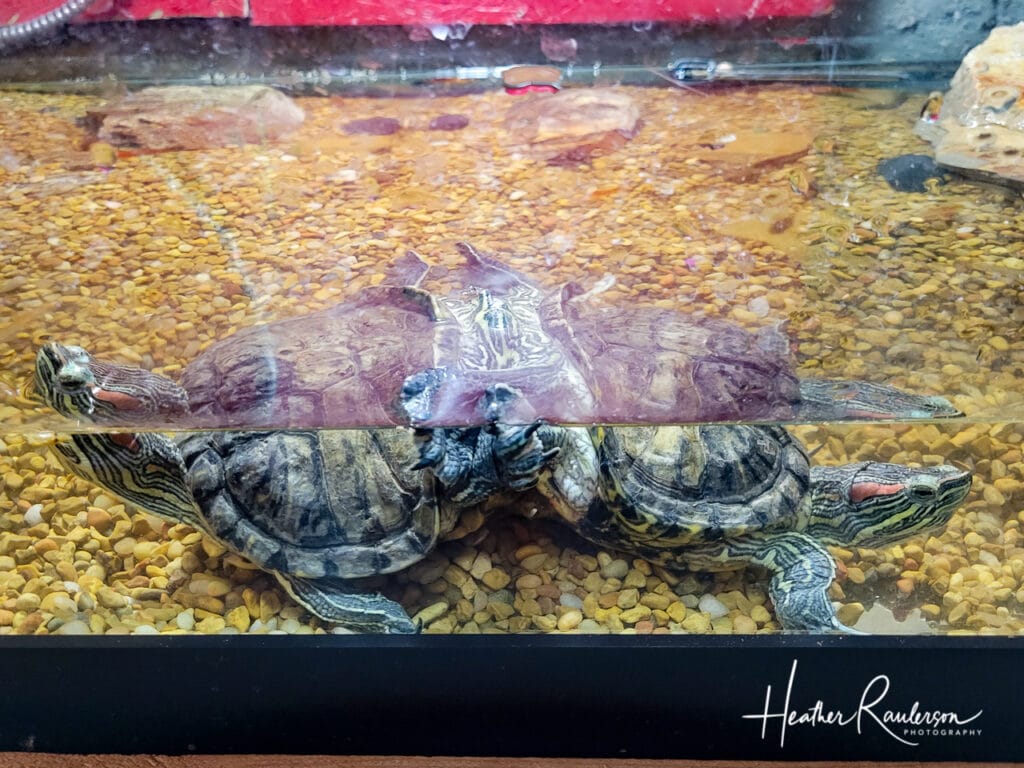 Push and Pull: Two headed turtle