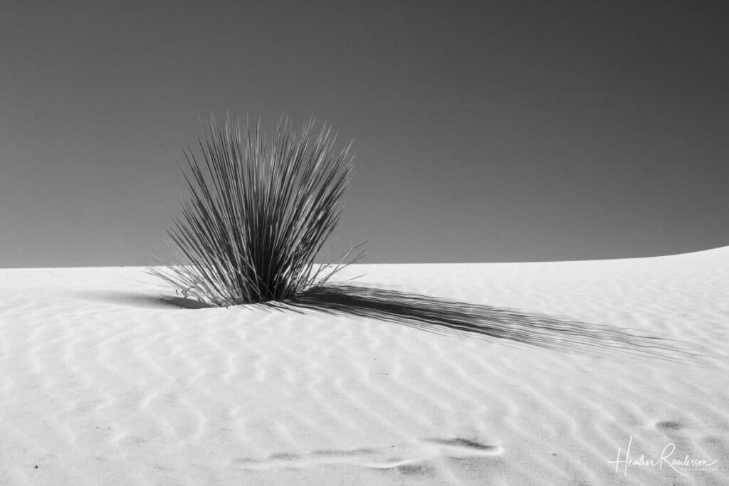 A single soaptree Yucca plant growing out of the white sands