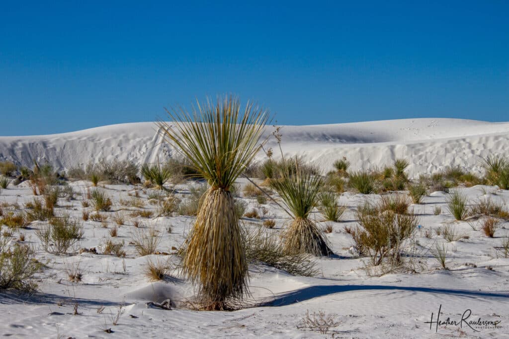 A soaptree yucca plant in the desert